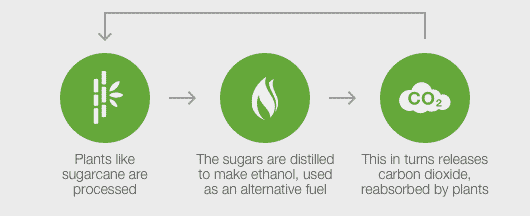 The sugars are distilled to make ethanol, used as an alternative fuel